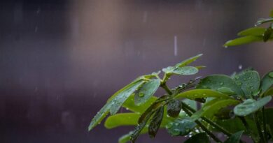 MP Weather: मध्य प्रदेश में मौसम बदला, ग्वालियर-रीवा-भिंड समेत कई जिलों में आंधी और ओलावृष्टि का अलर्ट 