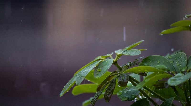 MP Weather: मध्य प्रदेश में मौसम बदला, ग्वालियर-रीवा-भिंड समेत कई जिलों में आंधी और ओलावृष्टि का अलर्ट 