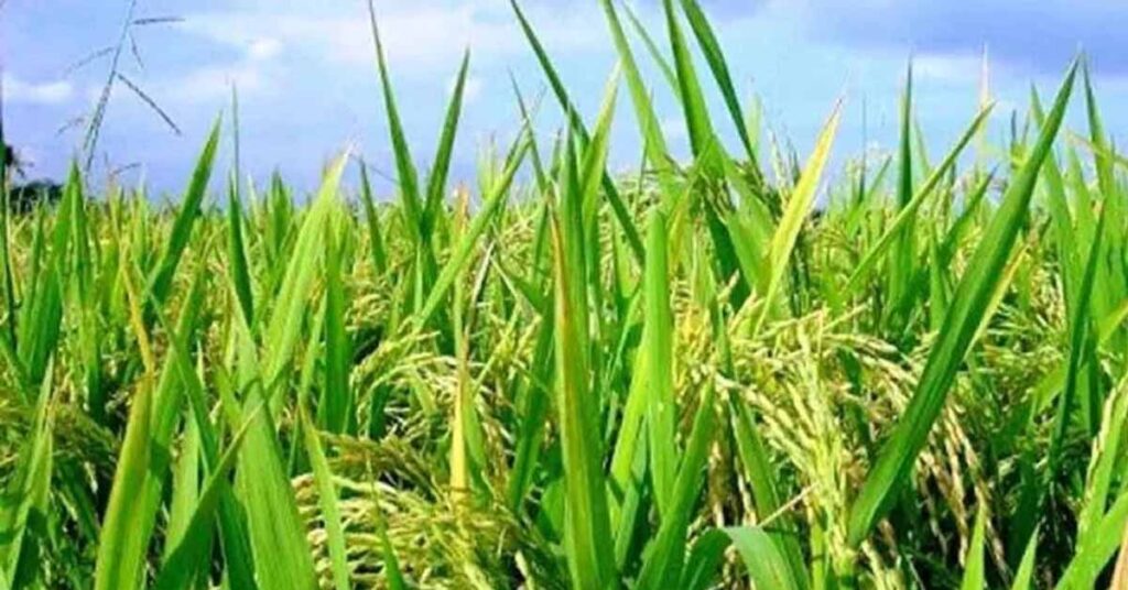 खरीफ 2026: कृषि विभाग ने तय की उर्वरकों की नई दरें, अधिक कीमत वसूलने पर होगी सख्त कार्रवाई