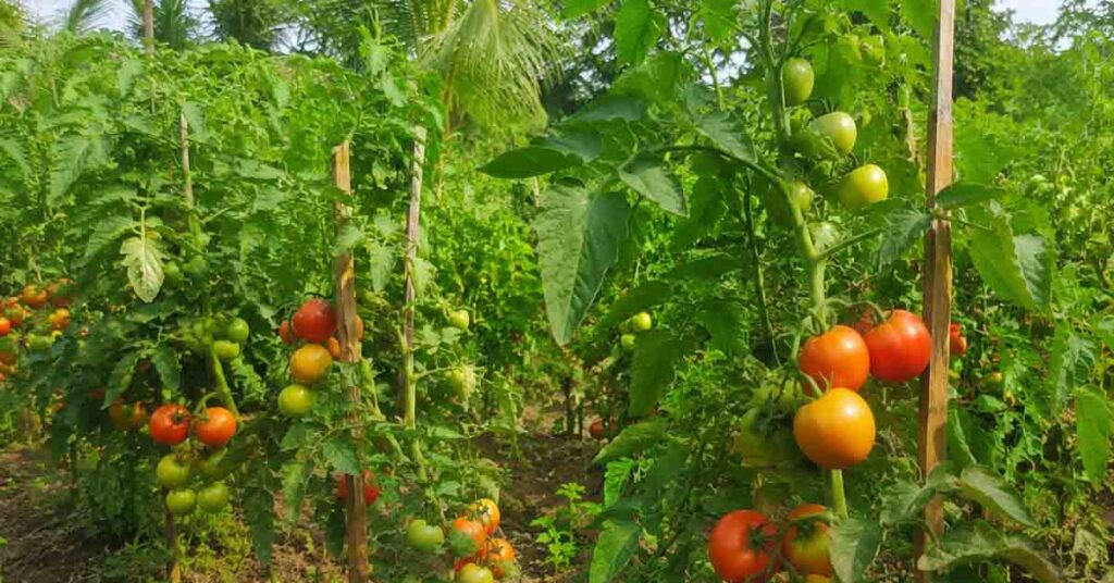नीमच जिला कृषि एवं उद्यानिकी में रच रहा नए कीर्तिमान