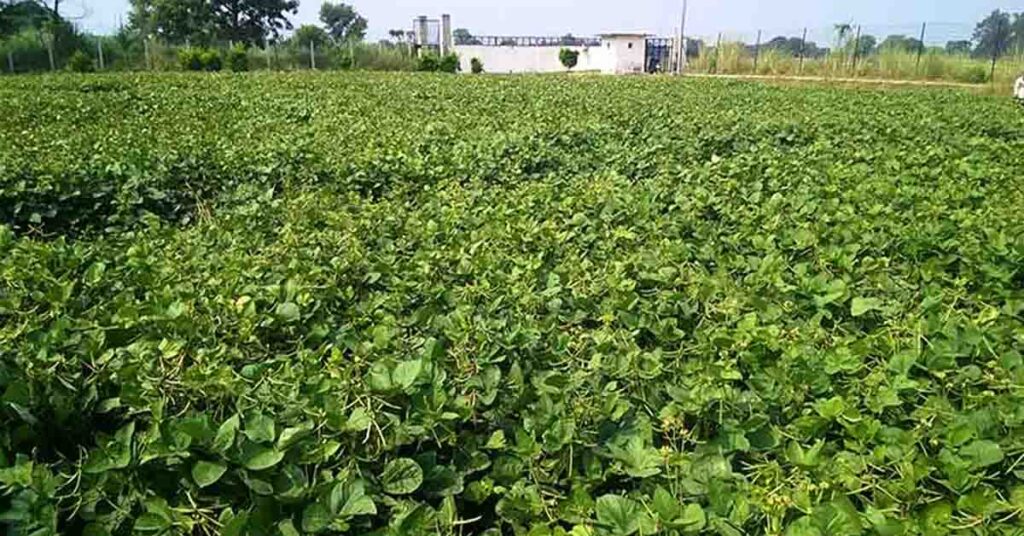 देवास : मूंग फसल उपार्जन के लिए 15 जून तक कराएं पंजीयन