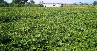 देवास : मूंग फसल उपार्जन के लिए 15 जून तक कराएं पंजीयन
