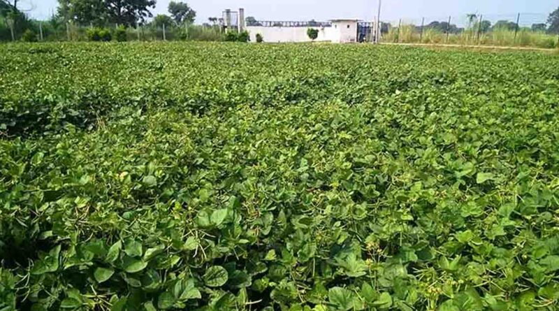 देवास : मूंग फसल उपार्जन के लिए 15 जून तक कराएं पंजीयन