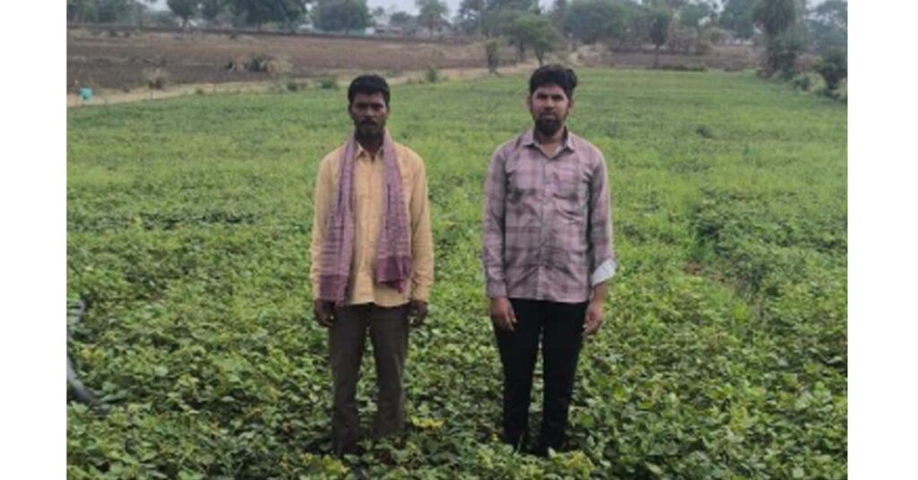 मध्यप्रदेश: सिरोंज में मूंग फसल में अफलन की शिकायत, कारणों की जांच के लिए खेतों में पहुंचेगी वैज्ञानिकों की टीम