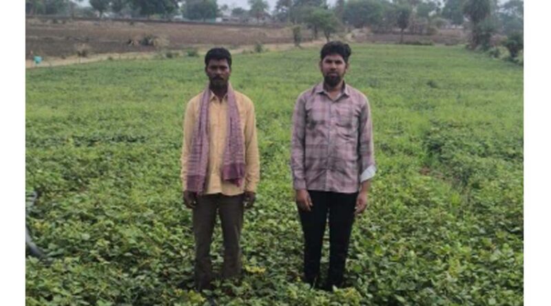 मध्यप्रदेश: सिरोंज में मूंग फसल में अफलन की शिकायत, कारणों की जांच के लिए खेतों में पहुंचेगी वैज्ञानिकों की टीम  