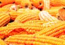 आज का मक्का मंडी रेट (13 जून 2026)