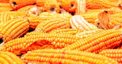 आज का मक्का मंडी रेट (13 जून 2026)