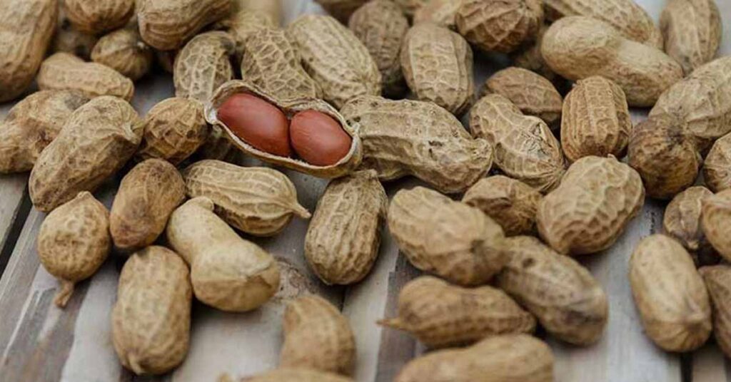 मूंगफली की खेती से होगी अच्छी कमाई, बुवाई से पहले इन बातों का रखें ध्यान