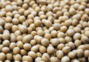 Soybean Price: सोयाबीन के भाव में तेजी, महाराष्ट्र की लातूर मंडी में ₹7,100; इंदौर मंडी में ₹6,730 प्रति क्विंटल तक मिले भाव