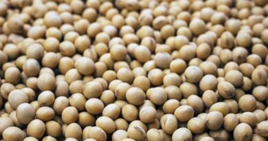 Soybean Price: सोयाबीन के भाव में तेजी, महाराष्ट्र की लातूर मंडी में ₹7,100; इंदौर मंडी में ₹6,730 प्रति क्विंटल तक मिले भाव