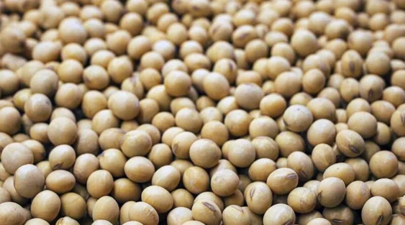 Soybean Price: सोयाबीन के भाव में तेजी, महाराष्ट्र की लातूर मंडी में ₹7,100; इंदौर मंडी में ₹6,730 प्रति क्विंटल तक मिले भाव