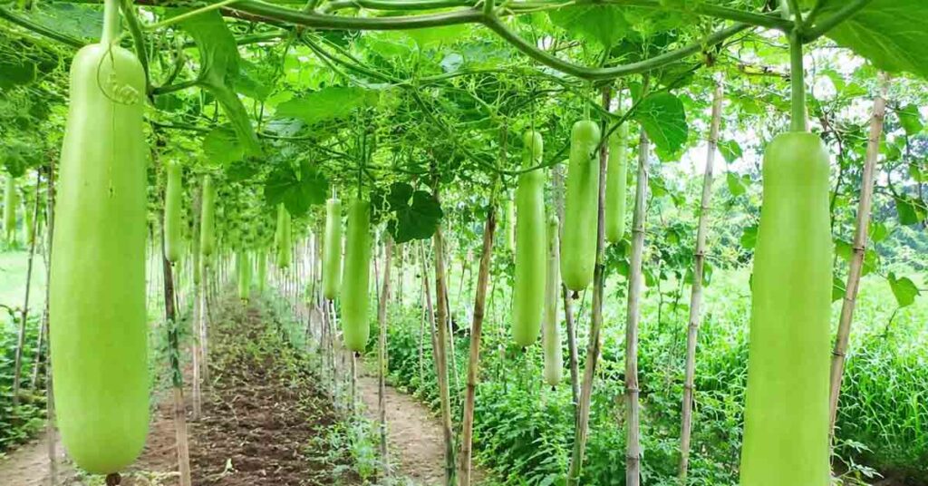 जैविक तरीके से करें लौकी की खेती, कम खर्च में मिलेगा बेहतर उत्पादन