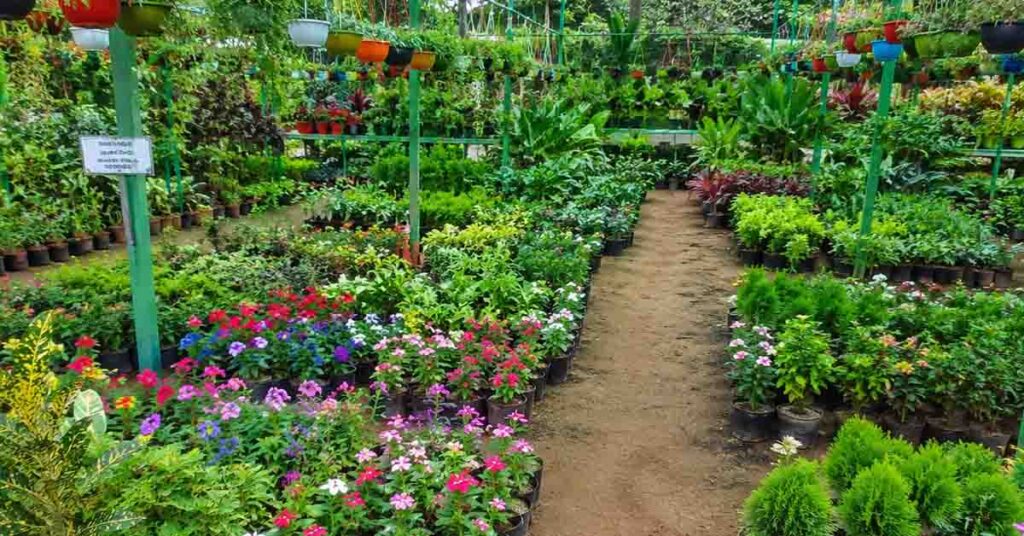 गन्ना किसानों के लिए सुनहरा मौका! नर्सरी लगाने पर सरकार देगी 11.25 लाख रुपये तक की सब्सिडी