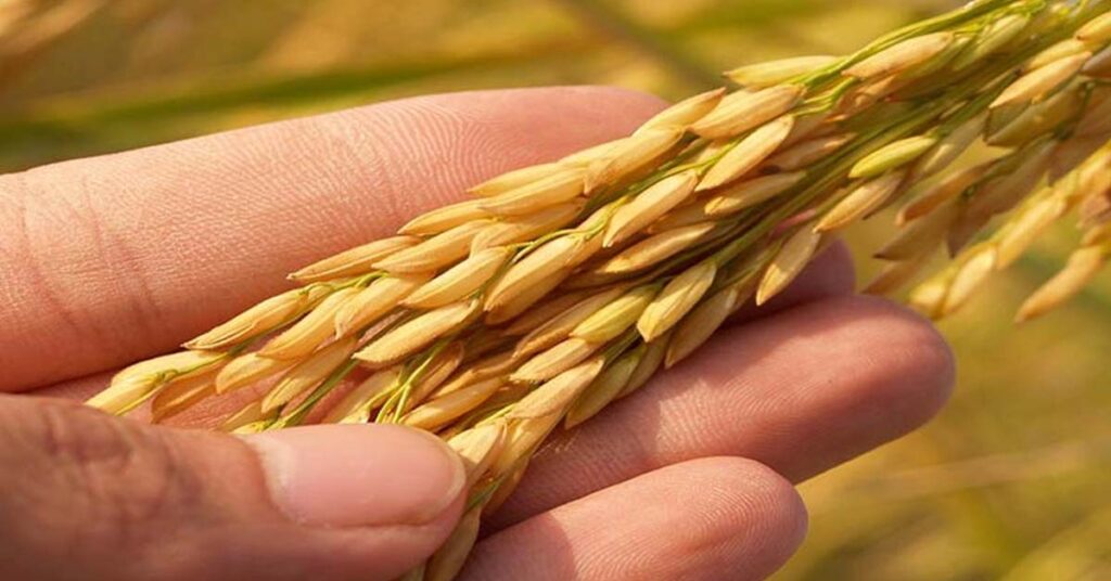 सतना: धान की सीधी बुवाई (डीएसआर) को बढ़ावा देने हेतु दिशा-निर्देश जारी