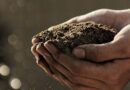 सिवनी: पीएसबी से बढ़ेगी फास्फोरस की उपलब्धता, मिट्टी की उर्वरा शक्ति होगी मजबूत