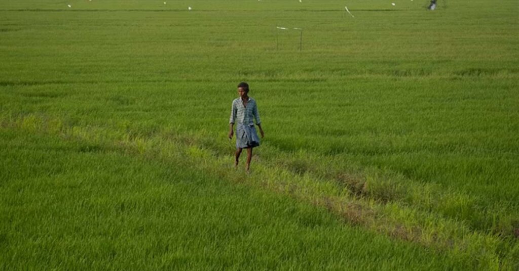 कटनी: सर्वोत्तम कृषक पुरस्कार हेतु 30 जून तक आवेदन आमंत्रित