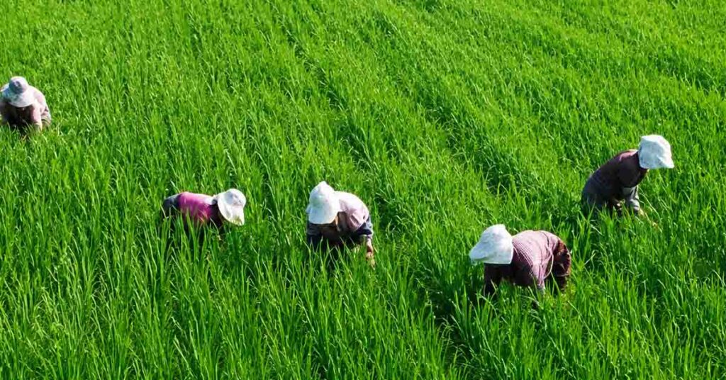 भारत में फसल सुरक्षा क्षेत्र को मिली बड़ी मजबूती, 17 नए उत्पादों को मिली मंजूरी