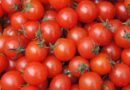 Tomato Price: टमाटर के दामों में उतार-चढ़ाव, 400 से 4,500 रुपये क्विंटल के बीच रहे भाव; जानें MP-महाराष्ट्र की मंडियों का हाल