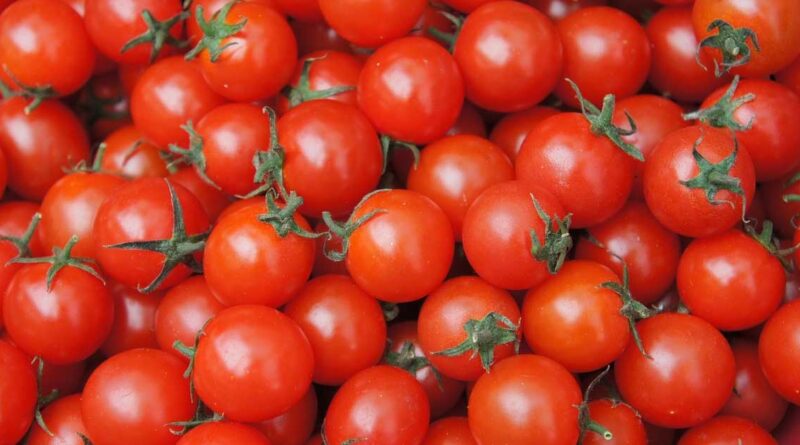 Tomato Price: टमाटर के दामों में उतार-चढ़ाव, 400 से 4,500 रुपये क्विंटल के बीच रहे भाव; जानें MP-महाराष्ट्र की मंडियों का हाल