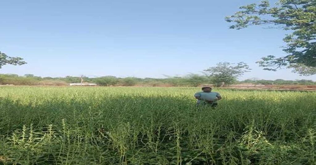 मध्यप्रदेश: बालाघाट में तिल फसल का निरीक्षण, कृषि विभाग ने किसानों को डीएसआर और ब्राउन मैन्योरिंग अपनाने की दी सलाह