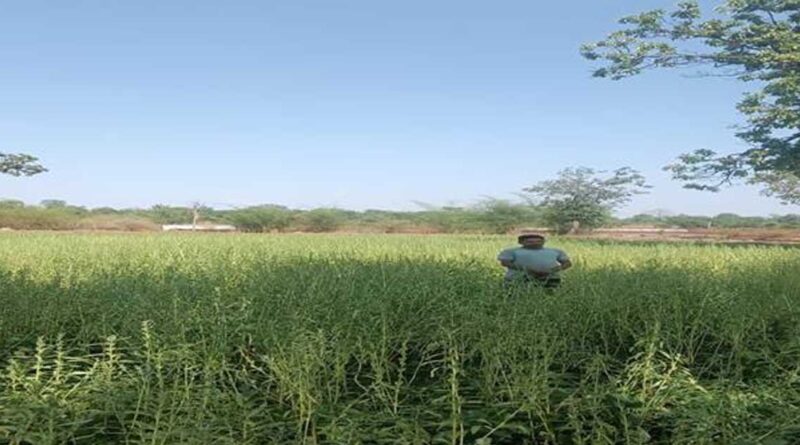 मध्यप्रदेश: बालाघाट में तिल फसल का निरीक्षण, कृषि विभाग ने किसानों को डीएसआर और ब्राउन मैन्योरिंग अपनाने की दी सलाह
