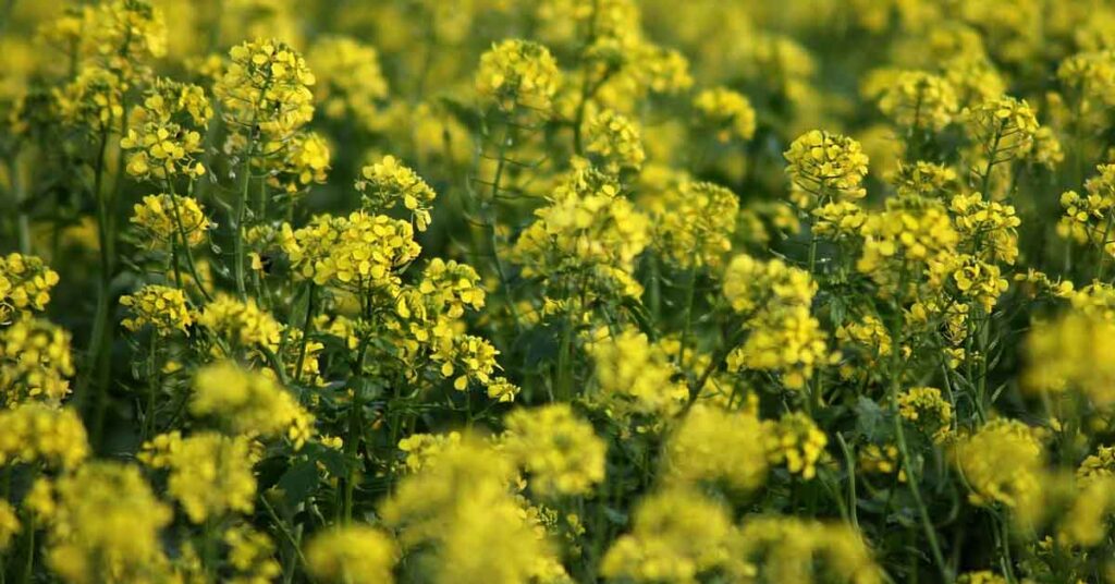 सरसों में सल्फर की कमी से आधी रह सकती है पैदावार, जानिए वैज्ञानिक पोषण प्रबंधन