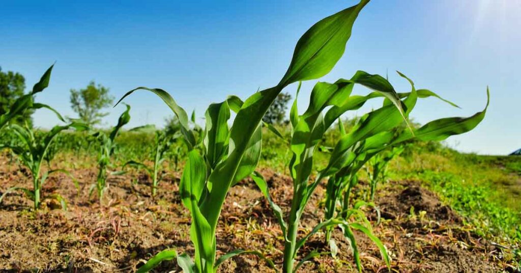 मक्का में रिकॉर्ड उत्पादन का राज: सही खाद प्रबंधन से बढ़ सकती है पैदावार और मुनाफा