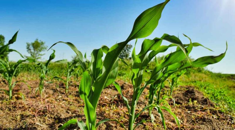 मक्का में रिकॉर्ड उत्पादन का राज: सही खाद प्रबंधन से बढ़ सकती है पैदावार और मुनाफा