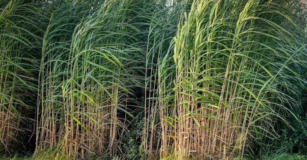 गन्ने में 100 टन से अधिक उत्पादन चाहते हैं? जानिए उर्वरक प्रबंधन की वैज्ञानिक रणनीति