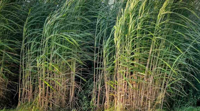 गन्ने में 100 टन से अधिक उत्पादन चाहते हैं? जानिए उर्वरक प्रबंधन की वैज्ञानिक रणनीति