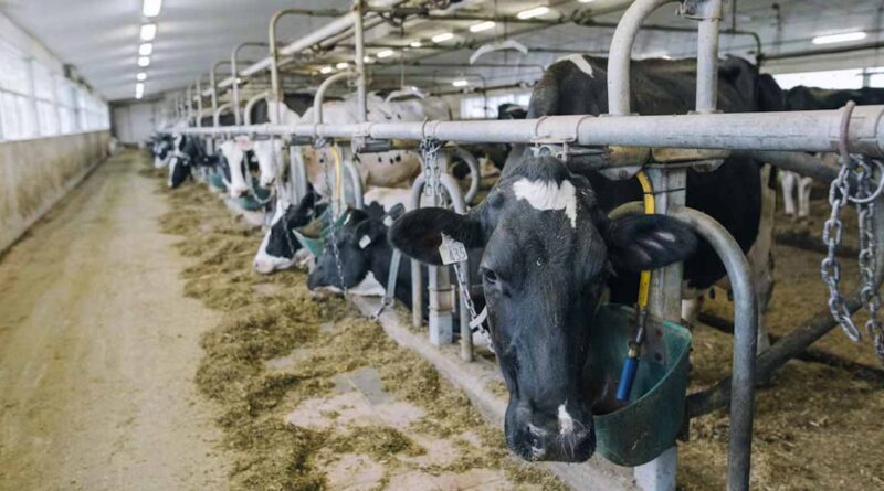 दुग्ध उत्पादन दोगुना करने की दिशा में भोपाल बना नवाचारों का मॉडल