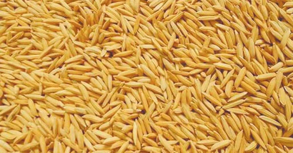 मध्यप्रदेश: सीधी में बिना स्त्रोत प्रमाण-पत्र के बिक रहा था धान बीज, कृषि विभाग ने जब्त कर दर्ज कराई FIR