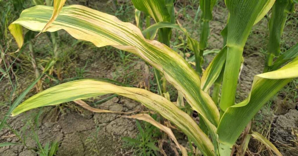 खेत में जिंक की कमी की पहचान कैसे करें? ये संकेत दिखें तो तुरंत करें उपचार