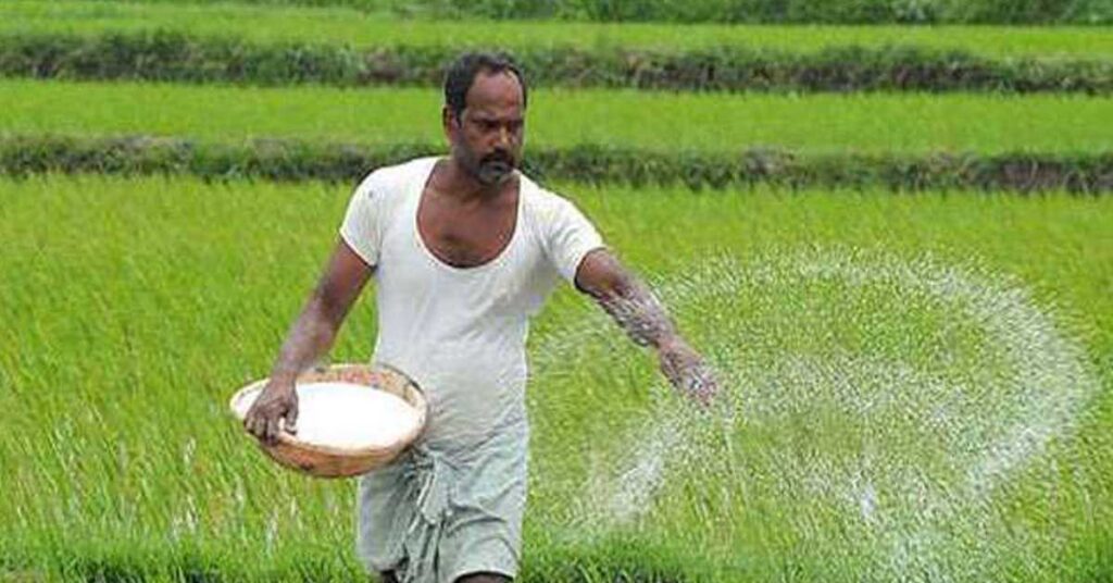 DAP बनाम NPK 19:19:19: किसान किसे चुनें और कब?