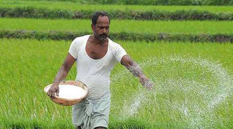 DAP बनाम NPK 19:19:19: किसान किसे चुनें और कब?