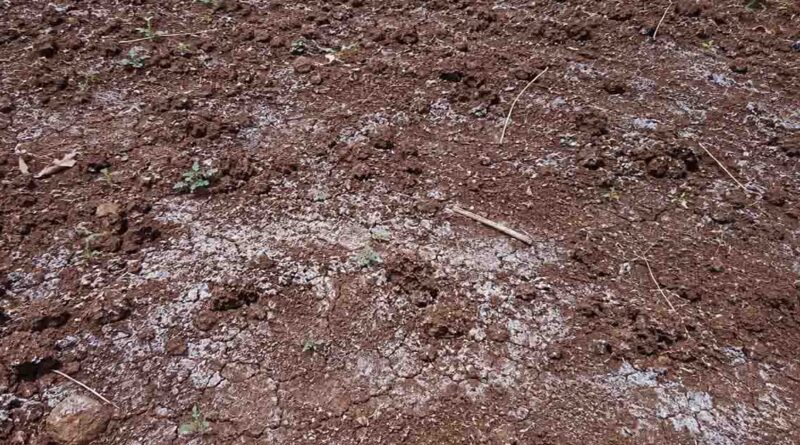 अम्लीय मिट्टी में कौन सी खाद सबसे असरदार? पूर्वी भारत के लाखों किसानों के लिए महत्वपूर्ण सवाल