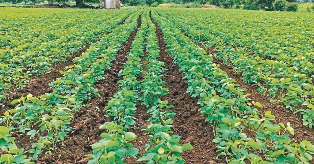 कम पानी, बेहतर पैदावार: रेज्ड बेड और ब्रॉड बेड एंड फरो तकनीक की उपयोगिता