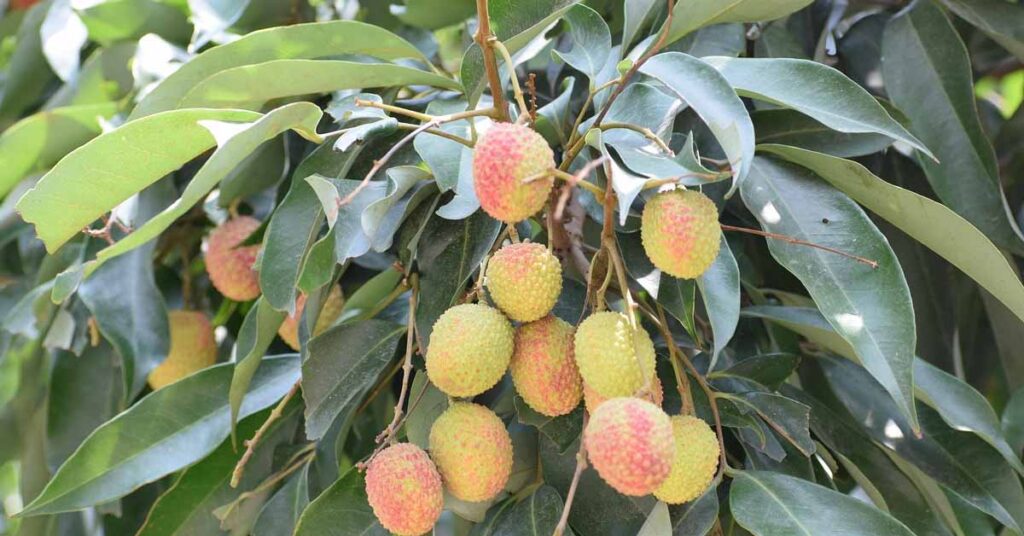 विदेशी बाजार में गूंजी भारतीय मिठास: उत्तराखंड की लीची ने यूरोप में खोले नए अवसर