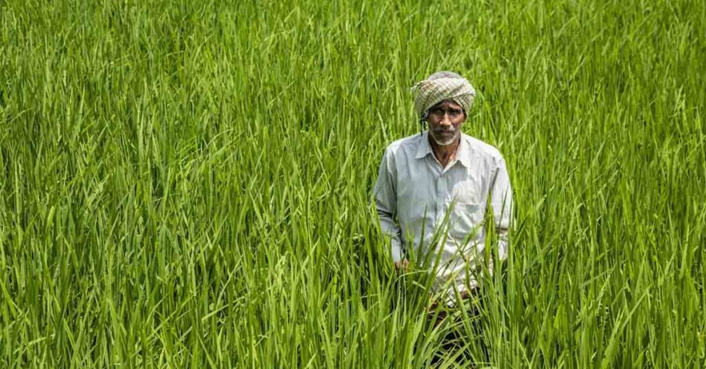 बारिश नहीं के बराबर, फिर भी बढ़ी खरीफ बुवाई; धान, दलहन और मोटे अनाज ने संभाली रफ्तार