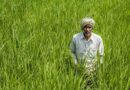 बारिश नहीं के बराबर, फिर भी बढ़ी खरीफ बुवाई; धान, दलहन और मोटे अनाज ने संभाली रफ्तार