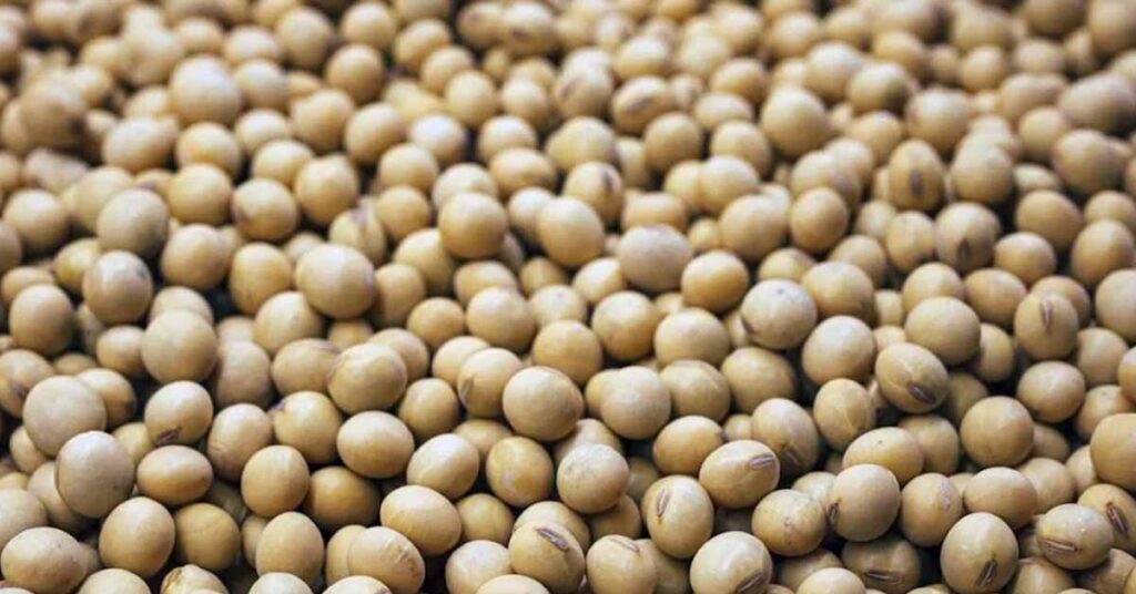 Soybean Mandi Rate: मध्यप्रदेश की मंडियों में आज ₹7,950 प्रति क्विंटल तक बिका सोयाबीन, जानें कहां मिले सबसे अच्छे भाव