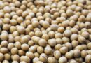 Soybean Mandi Rate: मध्यप्रदेश की मंडियों में आज ₹7,950 प्रति क्विंटल तक बिका सोयाबीन, जानें कहां मिले सबसे अच्छे भाव