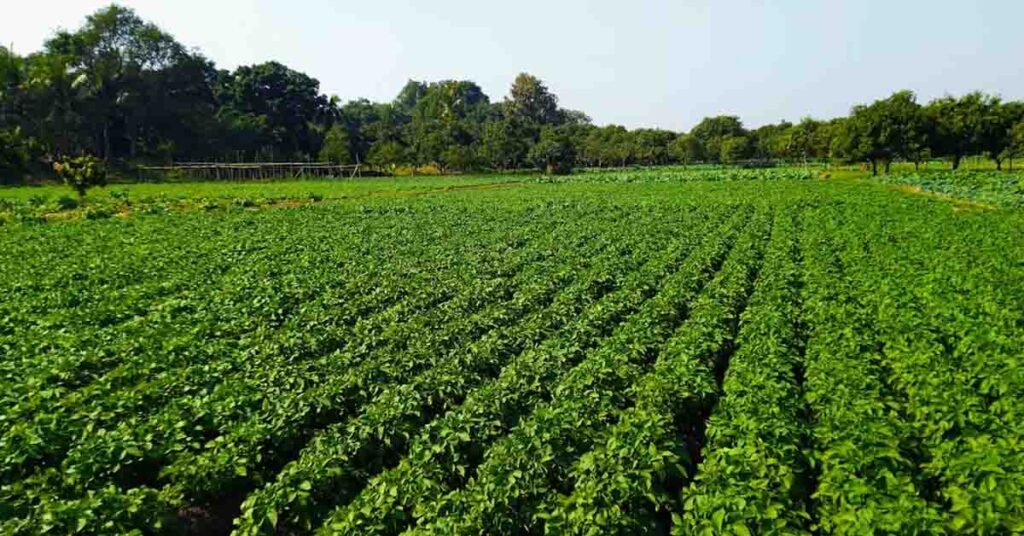 रेगिस्तान में खिला समृद्धि का खजूर, प्राकृतिक खेती ने किसान की बदली तकदीर