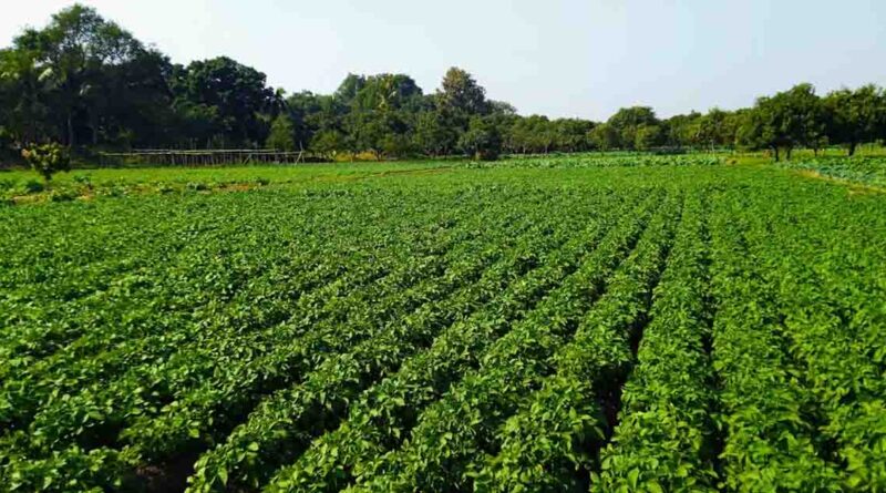 रेगिस्तान में खिला समृद्धि का खजूर, प्राकृतिक खेती ने किसान की बदली तकदीर