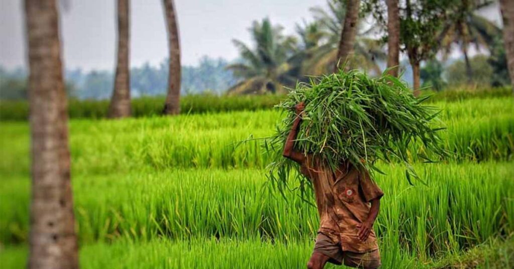 एल-नीनो प्रभाव से सूखे का खतरा, कृषि विभाग ने सुझाईं वैकल्पिक फसलें; कम पानी में मिलेगा बेहतर मुनाफा