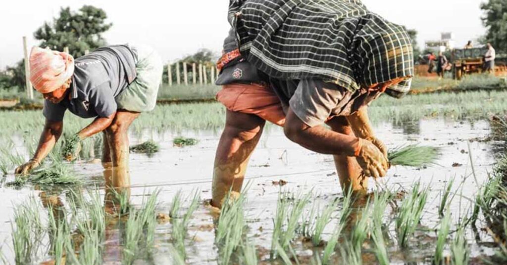 बारिश के साथ ही इंदौर जिले में खरीफ की बुआई का कार्य प्रारम्भ