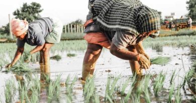बारिश के साथ ही इंदौर जिले में खरीफ की बुआई का कार्य प्रारम्भ