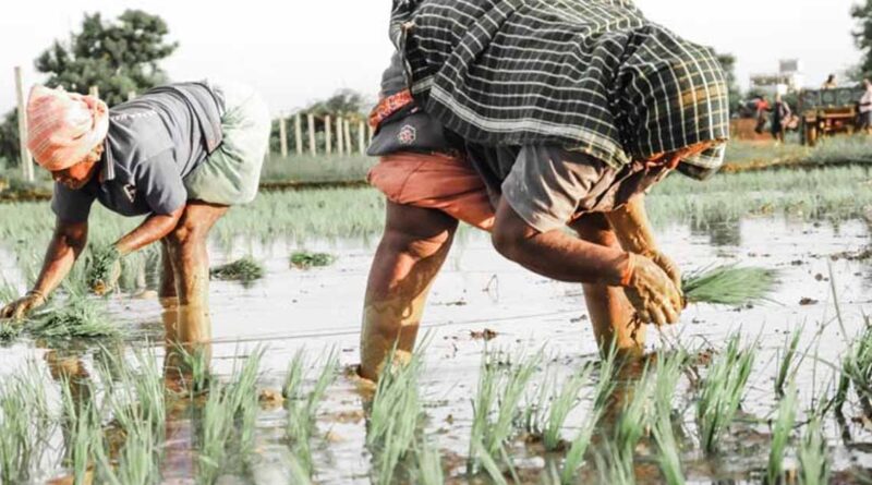 बारिश के साथ ही इंदौर जिले में खरीफ की बुआई का कार्य प्रारम्भ