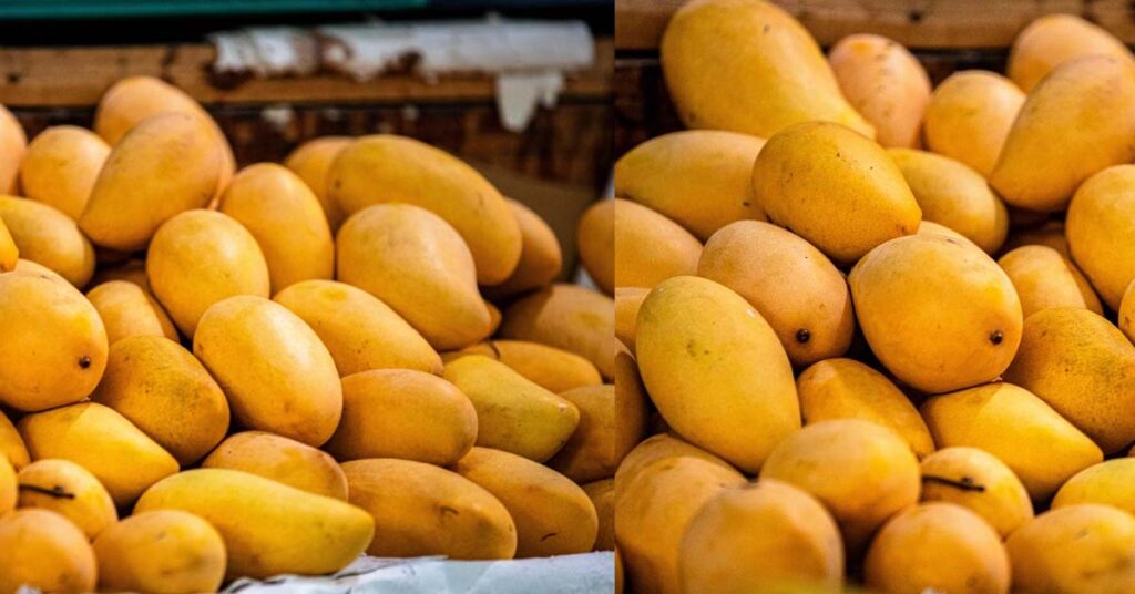 पहली बार समुद्री मार्ग से सिंगापुर पहुंचे भारत के 4.3 टन बंगनपल्ली आम, किसानों के लिए खुलेंगे नए निर्यात बाजार  