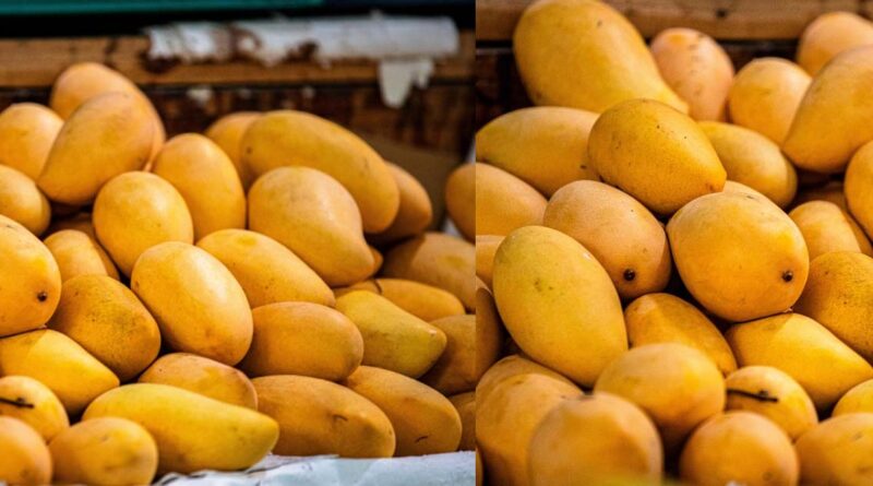 पहली बार समुद्री मार्ग से सिंगापुर पहुंचे भारत के 4.3 टन बंगनपल्ली आम, किसानों के लिए खुलेंगे नए निर्यात बाजार  